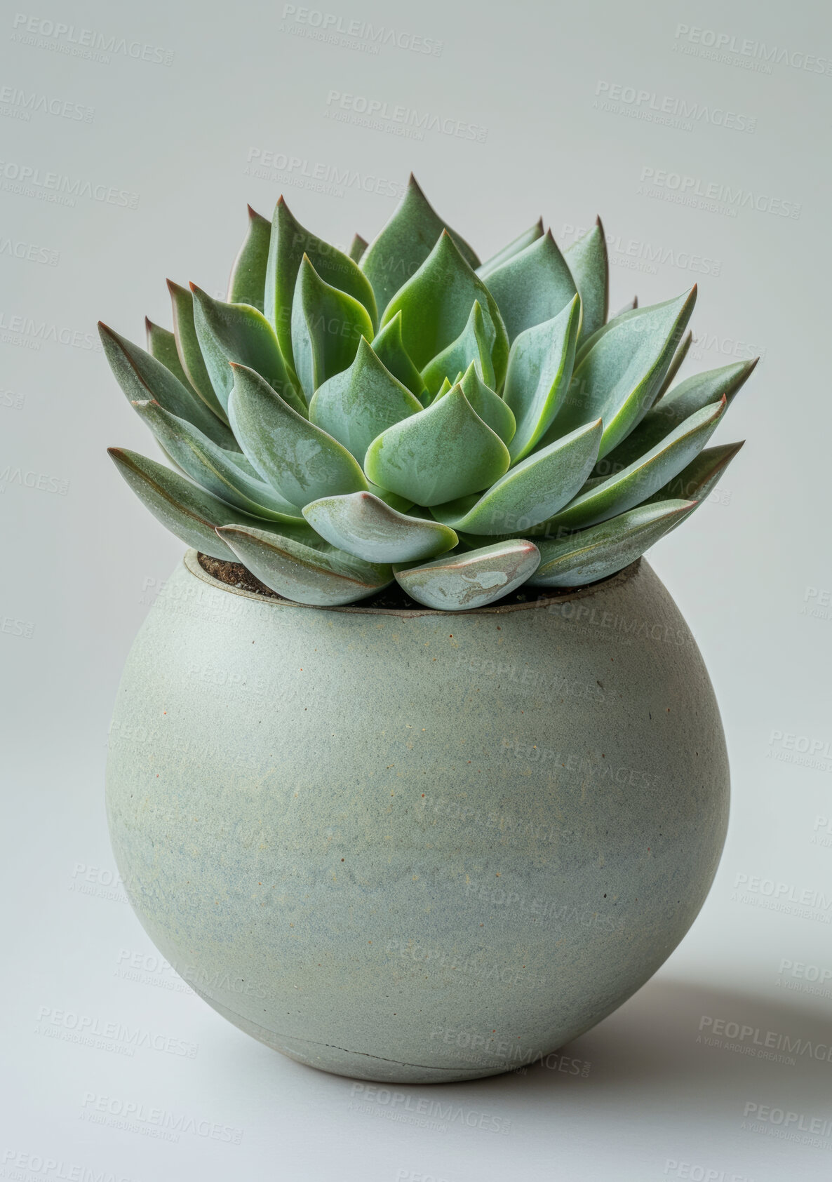 Buy stock photo Nature, plant and succulent with studio, pot and green growth for decoration. Cactus, leaf and sustainable development for eco friendly gardening, carbon capture and hope isolated on white background
