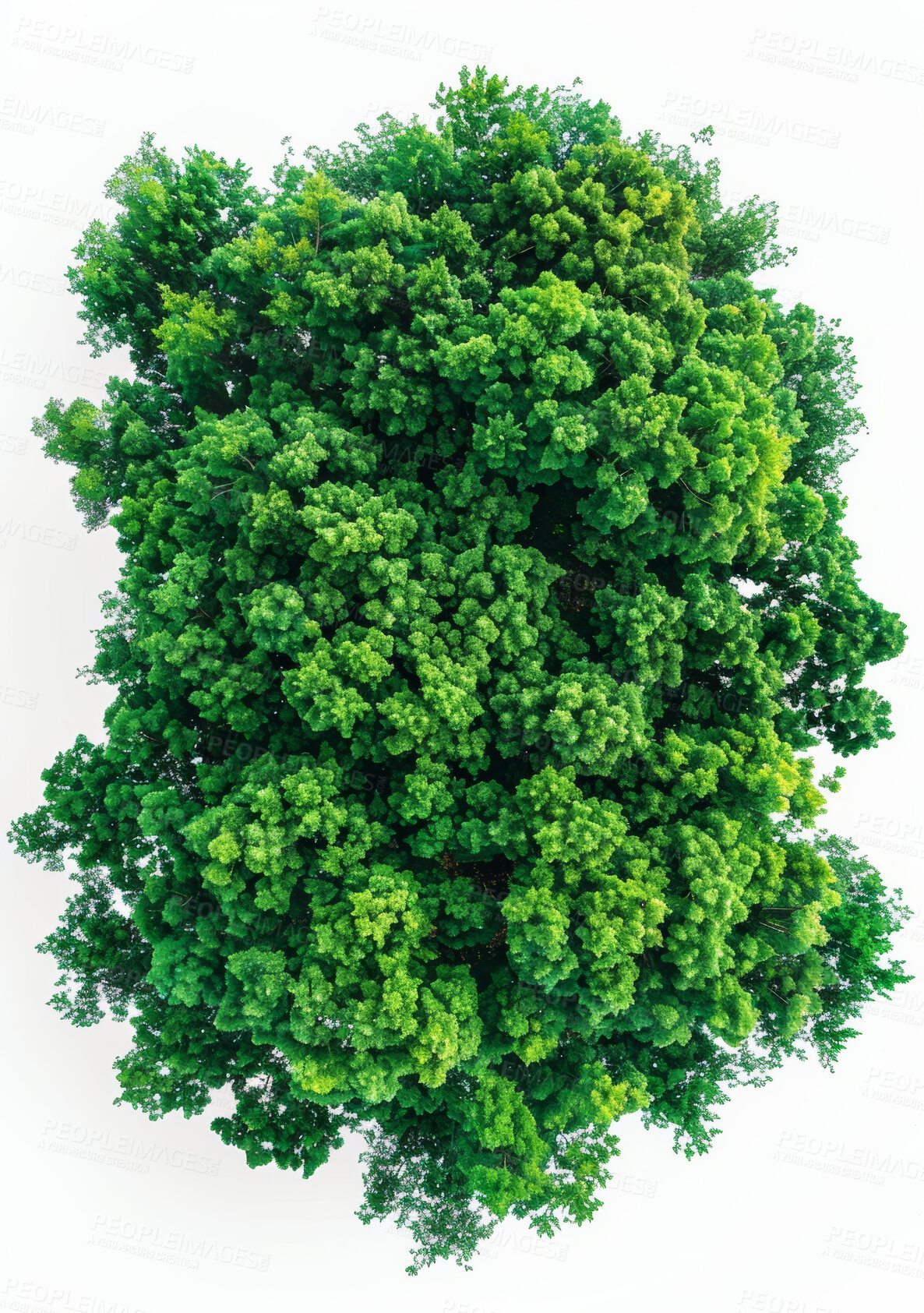 Buy stock photo Studio, bush and natural top for ecology, nature and environmental growth for agriculture. Earth day, sustainable and eco friendly plant for climate change, white background and botanical in spring