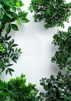 Studio, plants and natural top for ecology, nature and environmental growth for agriculture. Earth day, sustainable and eco friendly tree for climate change, white background and botanical in spring