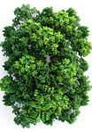 Studio, tree and natural top for ecology, nature and environmental growth for agriculture. Earth day, sustainable and eco friendly plant for climate change, white background and botanical in spring