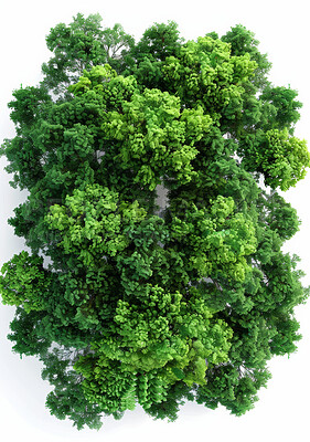 Buy stock photo Studio, tree and natural top for ecology, nature and environmental growth for agriculture. Earth day, sustainable and eco friendly plant for climate change, white background and botanical in spring