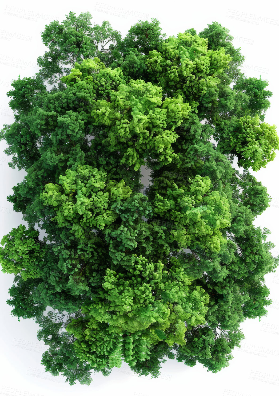 Buy stock photo Studio, tree and natural top for ecology, nature and environmental growth for agriculture. Earth day, sustainable and eco friendly plant for climate change, white background and botanical in spring