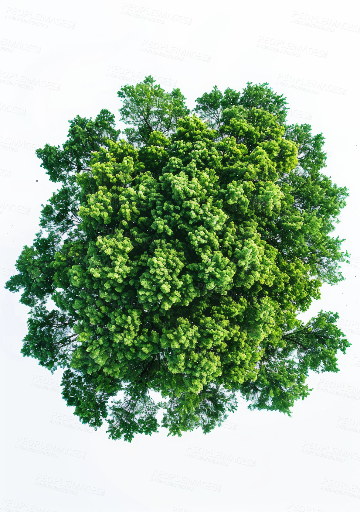 Buy stock photo Studio, tree and natural top for environment, nature and ecological growth for agriculture. Earth day, sustainable and eco friendly plant for climate change, white background and botanical in spring