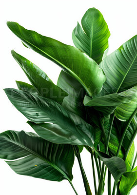 Plant, nature and branches for decoration, interior and leaves on white background. Wild Banana, foliage or health botany horticulture or flora for inside, vegetation or apartment greenery or garden