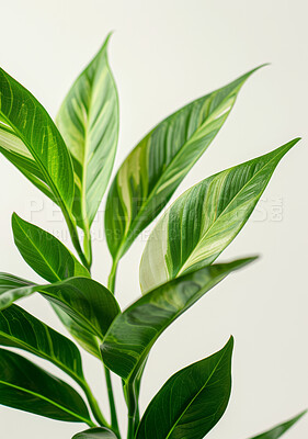 Natural, sustainable and green houseplant with leaf for garden, hobby or agro decoration. Growth, ecology and floral strelitzia nicolai for greenery, botany and horticulture by white background.