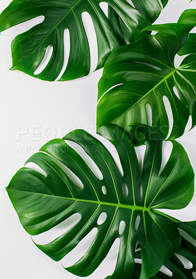 Plant, nature and leaves for decoration, indoor and green on white background. Monstera, foliage or health botany horticulture or flora for inside, vegetation or greenery for apartment or garden