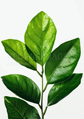 Buy stock photo Plant, nature and branch with leaves, ecology and foliage on white background. Jackfruit, organic and exotic and native to asian produce, eatable and gardening or vegetation with greenery 
