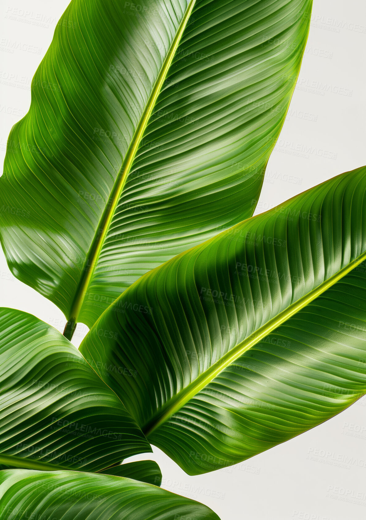 Buy stock photo Green, plant and nature with travellers palm tree isolated in closeup on white background. Tropical leaf, flora and foliage with care for sustainable growth, gardening and ecology in studio 