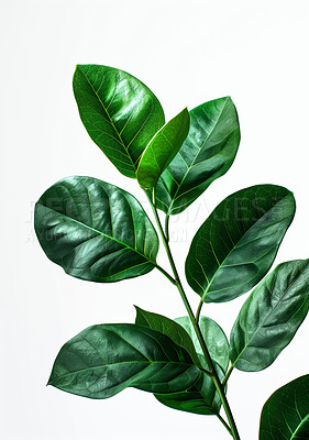 Plant, growth and jackfruit leaf on white background for nature, soil and environment. Zoom, texture and green business production of natural product for weight loss, heart or blood pressure control