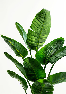 Indoor plant, nature and leaves of foliage, decoration or branches on white background. Wild Banana species, growth or botany or horticulture or flora for inside, vegetation or greenery for apartment