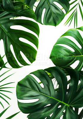 Growth, plant or monstera leaf on white background for nature, soil or environment closeup. Zoom, texture or green business production of air purifier, peace and decoration in wellbeing improvement
