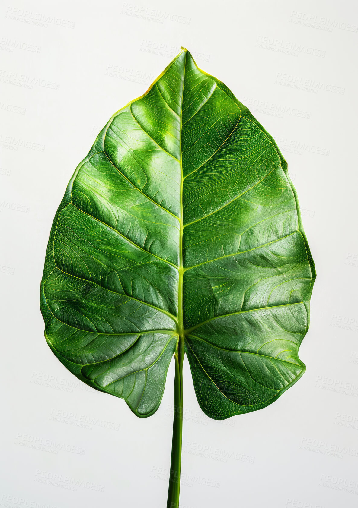 Buy stock photo Leaf, growth and elephant ear plant on white background for nature, soil on environment closeup. Zoom, texture and green business production of fresh air purifier, reduce stress or align energy