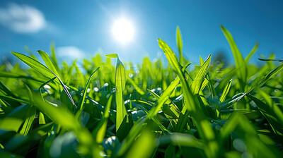 Grass, closeup and sunshine in nature at field outdoor in the countryside in Sweden on background. Lawn, park and garden with green plants for ecology, environment and blue sky on summer landscape