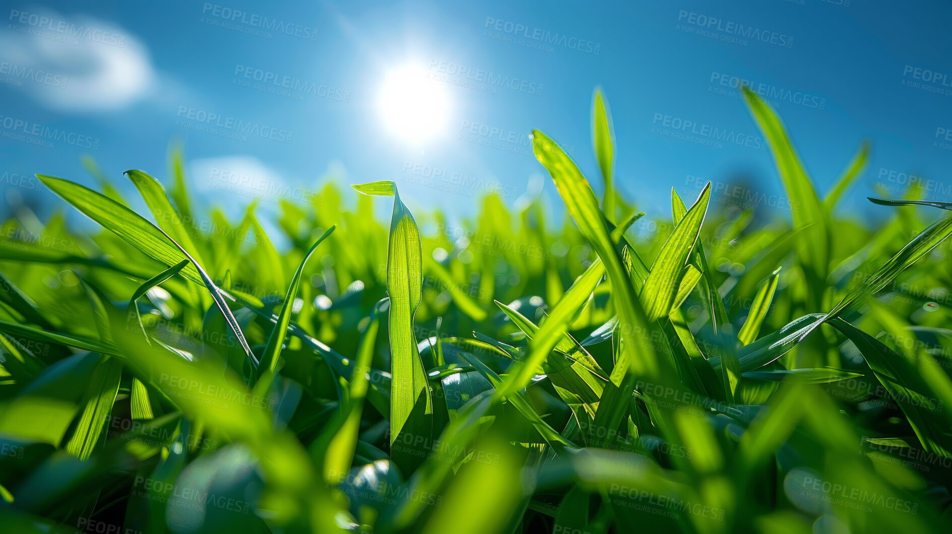 Buy stock photo Grass, closeup and sunshine in nature at field outdoor in the countryside in Sweden on background. Lawn, park and garden with green plants for ecology, environment and blue sky on summer landscape