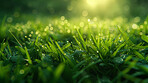 Grass, closeup and water in nature at field outdoor in the countryside in Switzerland. Lawn, park and dew at garden with bokeh on green plants for ecology, environment or summer land on background