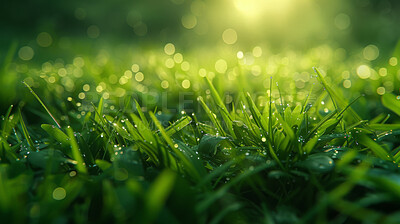 Buy stock photo Grass, closeup and water in nature at field outdoor in the countryside in Switzerland. Lawn, park and dew at garden with bokeh on green plants for ecology, environment or summer land on background