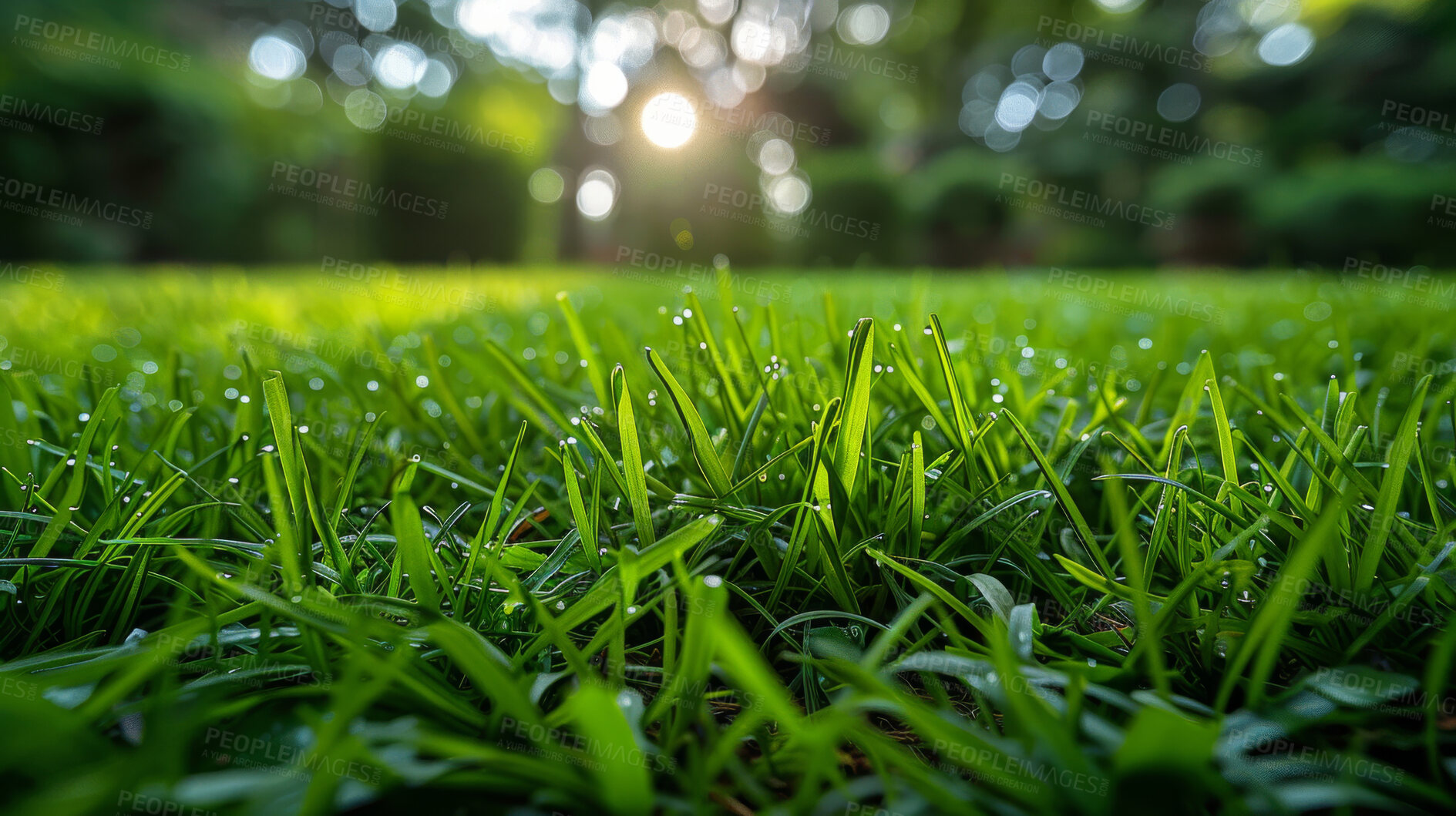 Buy stock photo Grass, closeup and bokeh in nature at field outdoor in the countryside in Switzerland. Lawn, park and water dew at garden with green plants for ecology, environment and summer landscape on background