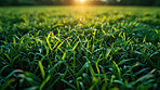 Morning, grass and plants with sunshine, nature and green growth with outdoor sunrise. Lawn, meadow and environment for summer season, vibrant field and idyllic background for macro natural garden