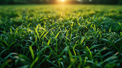 Buy stock photo Morning, grass and plants with sunshine, nature and green growth with outdoor sunrise. Lawn, meadow and environment for summer season, vibrant field and idyllic background for macro natural garden