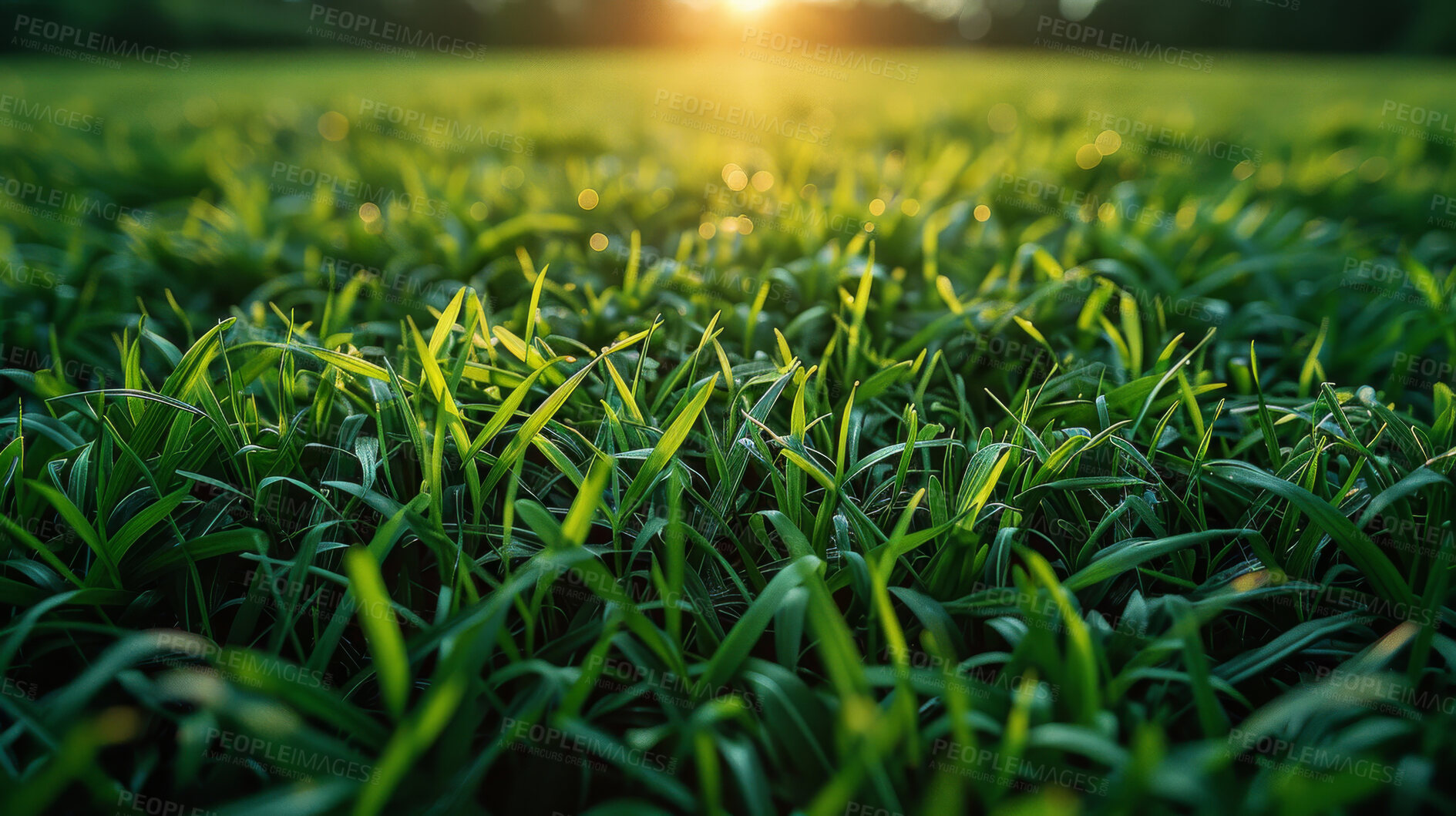 Buy stock photo Morning, grass and plants with sunshine, nature and green growth with outdoor sunrise. Lawn, meadow and environment for summer season, vibrant field and idyllic background for macro natural garden