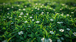 Daisy, flowers and nature environment on field grassland for spring growth at countryside, meadow or plants. Flora, blooming and outdoor in rural Scotland for summer traveling, explore or backyard