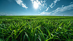 Lawn, clouds and sky in nature at field outdoor in the countryside in Sweden. Grass, park or closeup of garden with green plants for ecology, environment or sunshine on summer landscape with horizon