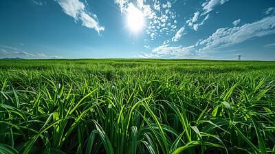 Buy stock photo Lawn, clouds and sky in nature at field outdoor in the countryside in Sweden. Grass, park or closeup of garden with green plants for ecology, environment or sunshine on summer landscape with horizon