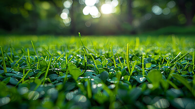 Buy stock photo Lawn, closeup and bokeh in nature at field outdoor in the countryside in Germany on background. Grass, park and garden with green plants for ecology, environment or sunshine on summer landscape