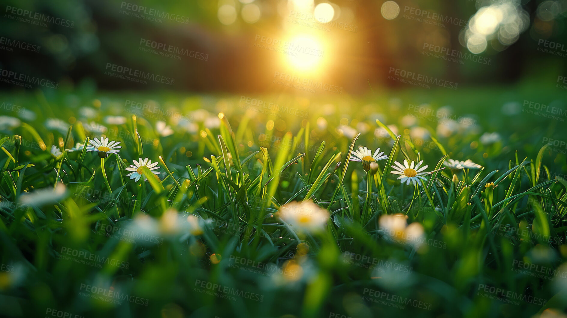 Buy stock photo Closeup, nature and grass with daisy, sunshine and green growth with outdoor blur. Lawn, meadow and environment for summer season, vibrant field and idyllic background with rural garden flowers