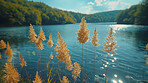 Plants, lake and nature outdoor in environment with blue sky, clouds or water in Canada. River, park and vegetation in the countryside for ecology, summer or closeup of grass on background for travel