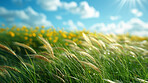 Nature, grass and wheat in field for harvest with sustainable, agriculture and agro environment. Blue sky, eco friendly and grain plants for natural or organic food farming on land in countryside.