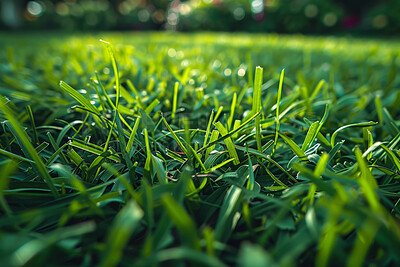 Buy stock photo Grass, closeup and nature at field outdoor in the countryside in Germany on a background. Lawn, park and garden with green plants for ecology, environment and bokeh on summer landscape for growth