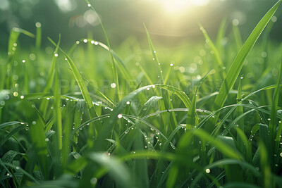 Buy stock photo Closeup, grass and droplet with sunshine, nature and green growth with outdoor blur. Lawn, meadow and environment for summer season, vibrant field and idyllic background with macro garden sunrise