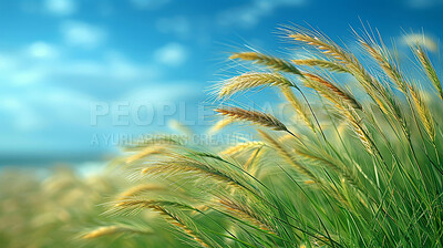 Buy stock photo Wheat field, ear and countryside or harvest environment for small business or food farming, agriculture or meadow. Grassland, plant and growth for sustainability as grain crop, blue sky or production