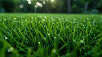 Closeup, grass and park with water drop, nature and green growth with outdoor dew. Lawn, meadow and environment for summer season, vibrant field and idyllic background with macro morning garden