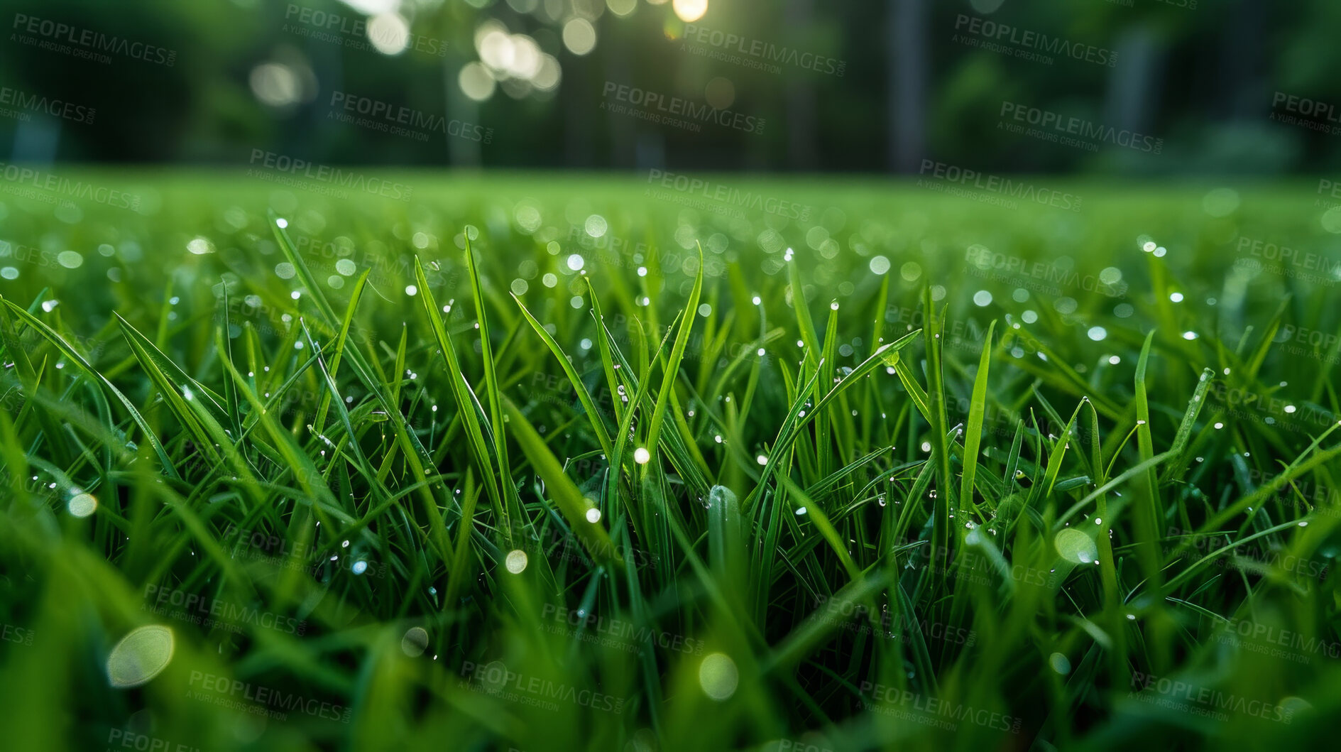 Buy stock photo Closeup, grass and park with water drop, nature and green growth with outdoor dew. Lawn, meadow and environment for summer season, vibrant field and idyllic background with macro morning garden