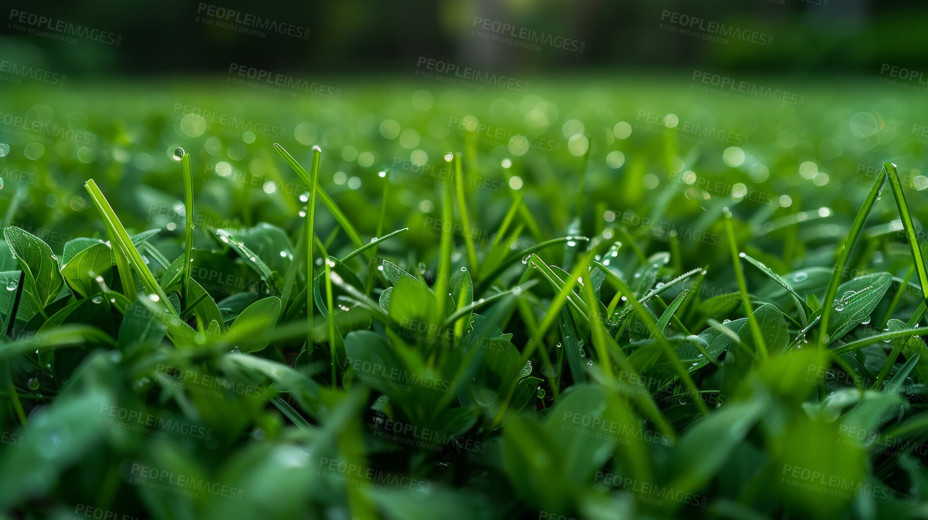 Buy stock photo Closeup, grass and dew with sunshine, nature and green growth with outdoor morning. Lawn, meadow and environment for summer season, vibrant field and idyllic background with macro garden sunrise