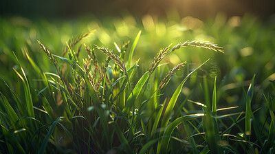 Buy stock photo Closeup, grass and weeds with sunshine, nature and green growth with outdoor yard. Lawn, meadow and environment for summer season, vibrant field and background with macro garden in morning light