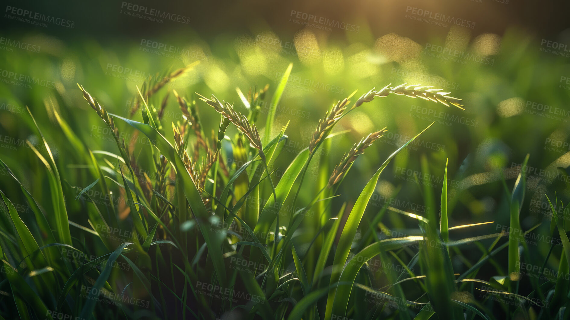 Buy stock photo Closeup, grass and weeds with sunshine, nature and green growth with outdoor yard. Lawn, meadow and environment for summer season, vibrant field and background with macro garden in morning light