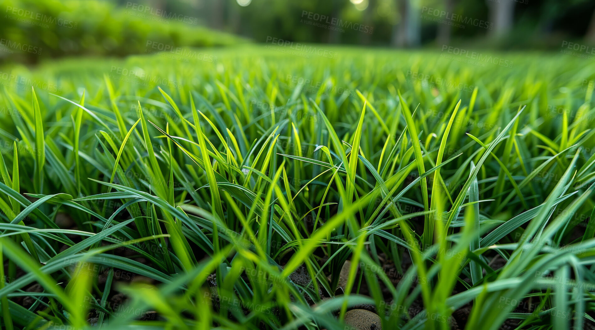 Buy stock photo Closeup, grass and foliage with sunshine, nature and green growth with outdoor morning. Lawn, meadow and environment for summer season, vibrant field and countryside background with macro garden