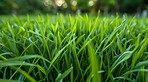 Closeup, grass and landscape with sunshine, nature and green growth with outdoor park. Lawn, meadow and environment for summer season, vibrant field and morning background with macro sunrise garden