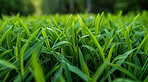 Closeup, grass and background with sunshine, nature and green growth with outdoor parkl. Lawn, meadow and environment for summer season, vibrant field or countryside for macro garden and earth