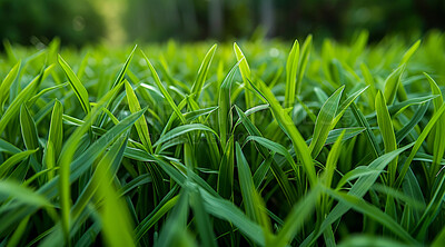 Buy stock photo Closeup, grass and background with sunshine, nature and green growth with outdoor parkl. Lawn, meadow and environment for summer season, vibrant field or countryside for macro garden and earth