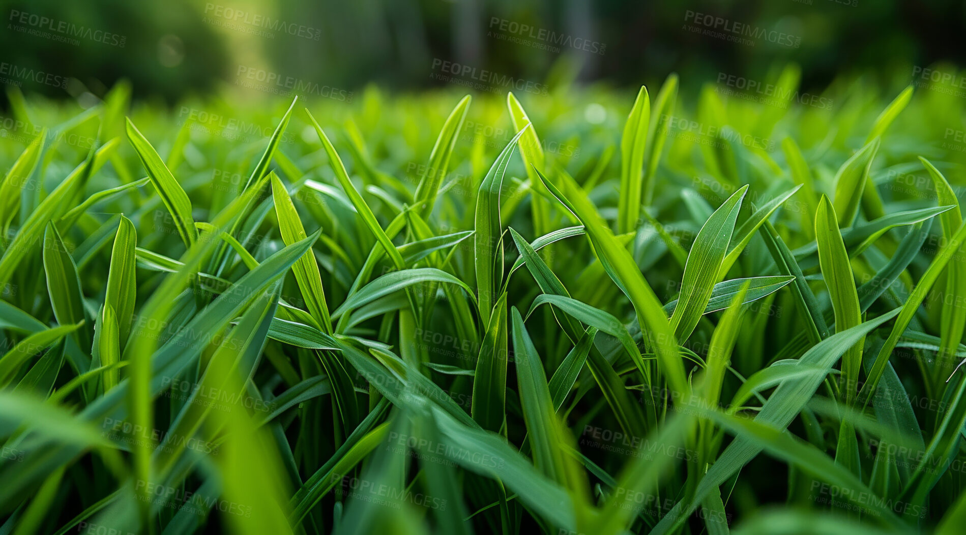 Buy stock photo Closeup, grass and background with sunshine, nature and green growth with outdoor parkl. Lawn, meadow and environment for summer season, vibrant field or countryside for macro garden and earth