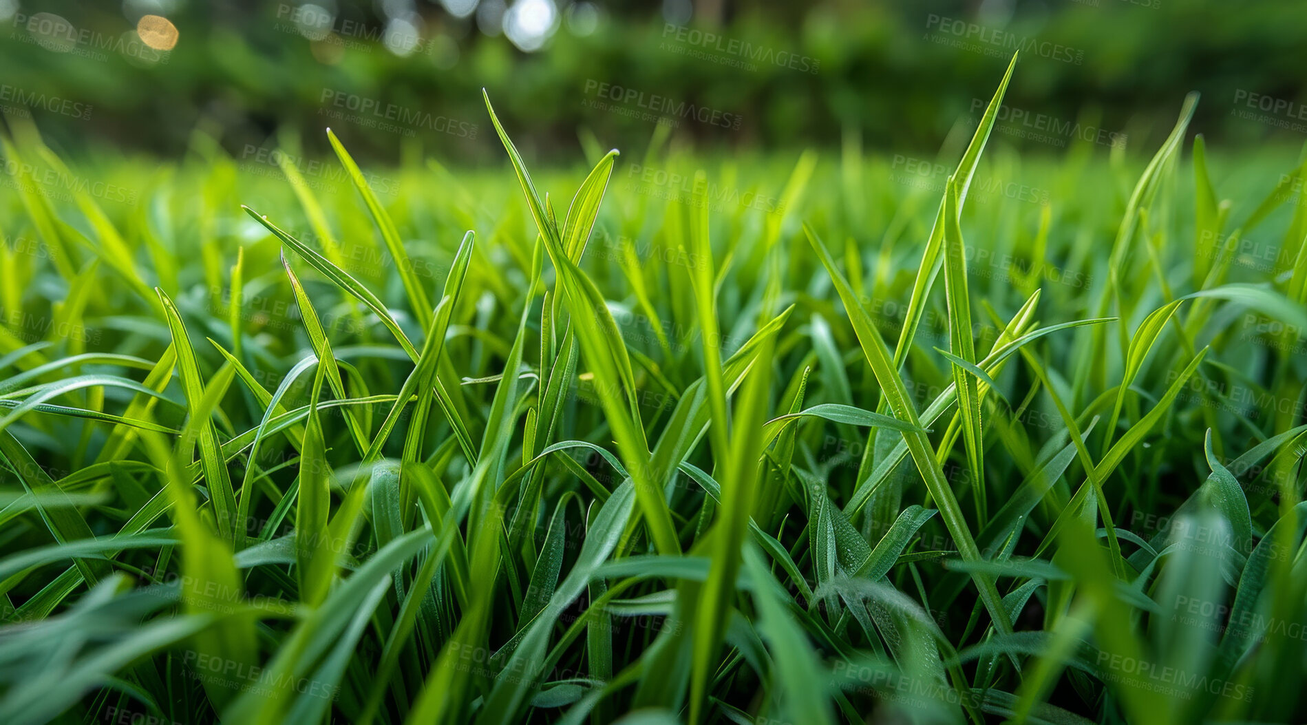 Buy stock photo Closeup, grass and ecology with sunshine, nature and green growth with outdoor sunrise. Lawn, meadow and environment for summer season, vibrant field and morning background with macro rural garden