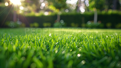 Buy stock photo Lawn, closeup and bokeh in nature at field outdoor in the countryside in Sweden on a background. Grass, park and garden with green plants for ecology, environment and sunshine on summer landscape