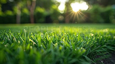 Buy stock photo Grass, closeup and sunshine in nature at field outdoor in the countryside in Sweden on background. Lawn, park and garden with green plants for ecology, environment or bokeh light on summer landscape