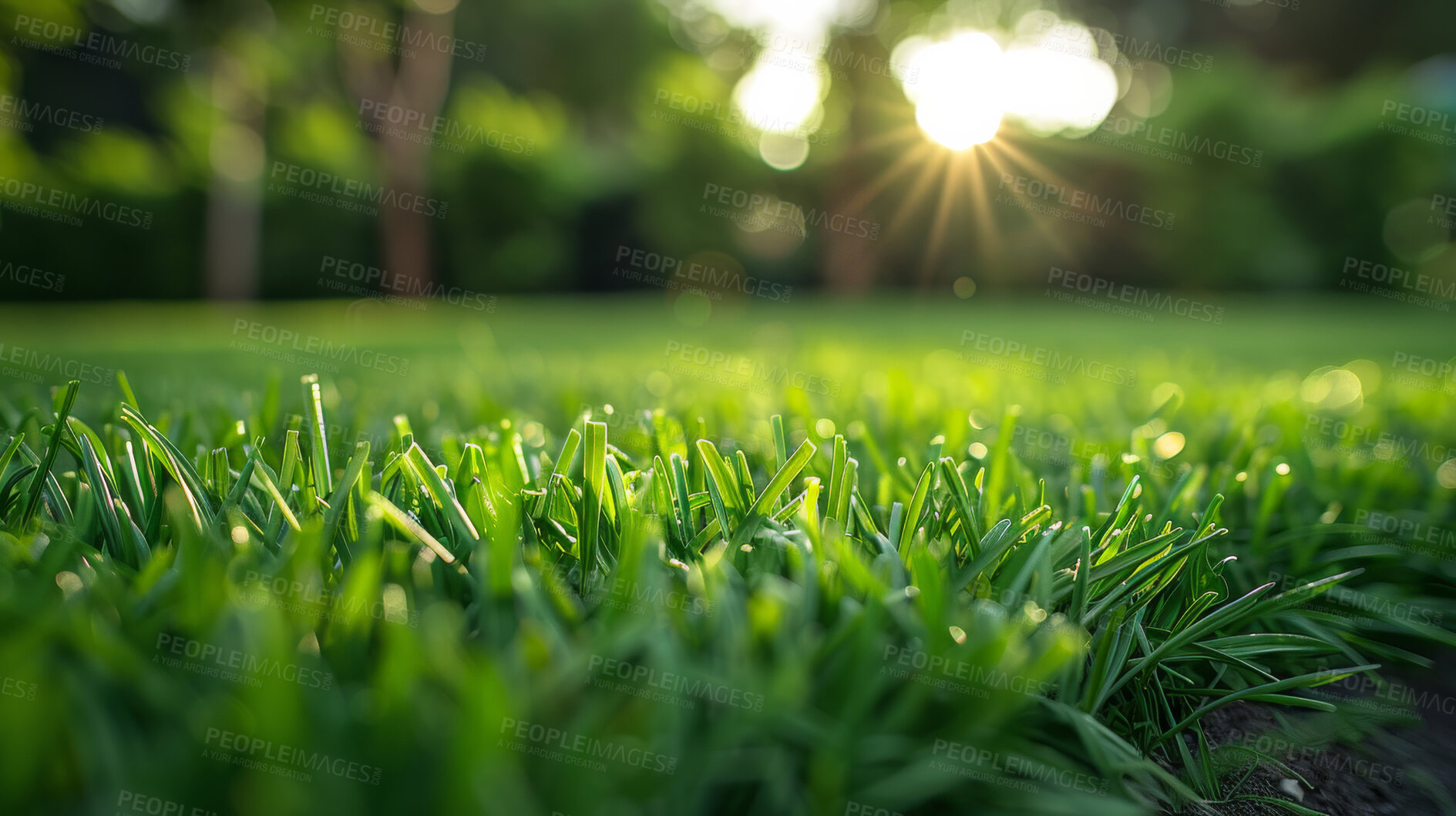 Buy stock photo Grass, closeup and sunshine in nature at field outdoor in the countryside in Sweden on background. Lawn, park and garden with green plants for ecology, environment or bokeh light on summer landscape