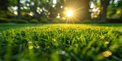 Buy stock photo Closeup, grass and plant with sunrise, nature and green growth with outdoor sunshine. Lawn, meadow and environment for summer season, vibrant field and idyllic background with macro morning garden