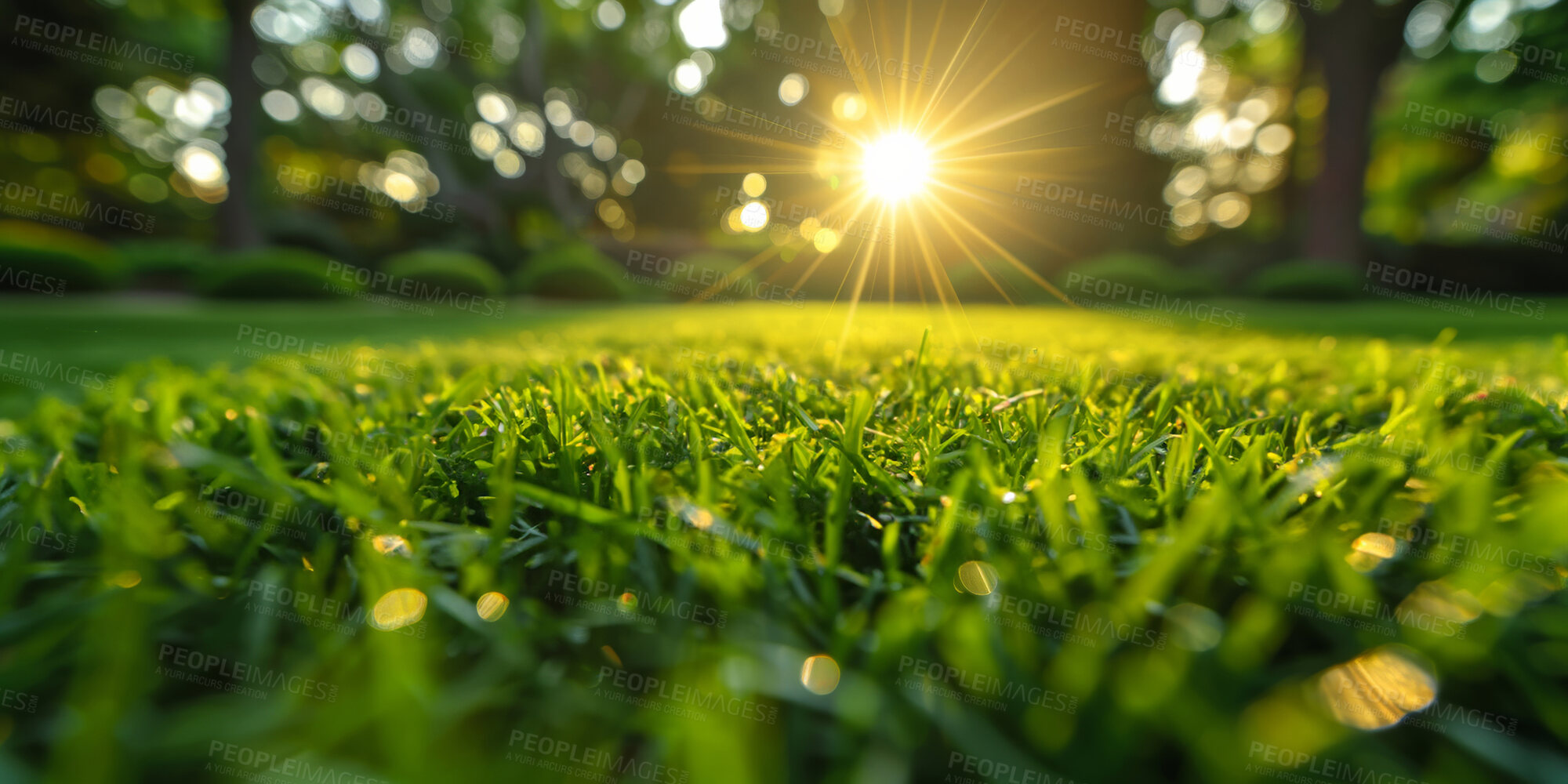 Buy stock photo Closeup, grass and plant with sunrise, nature and green growth with outdoor sunshine. Lawn, meadow and environment for summer season, vibrant field and idyllic background with macro morning garden